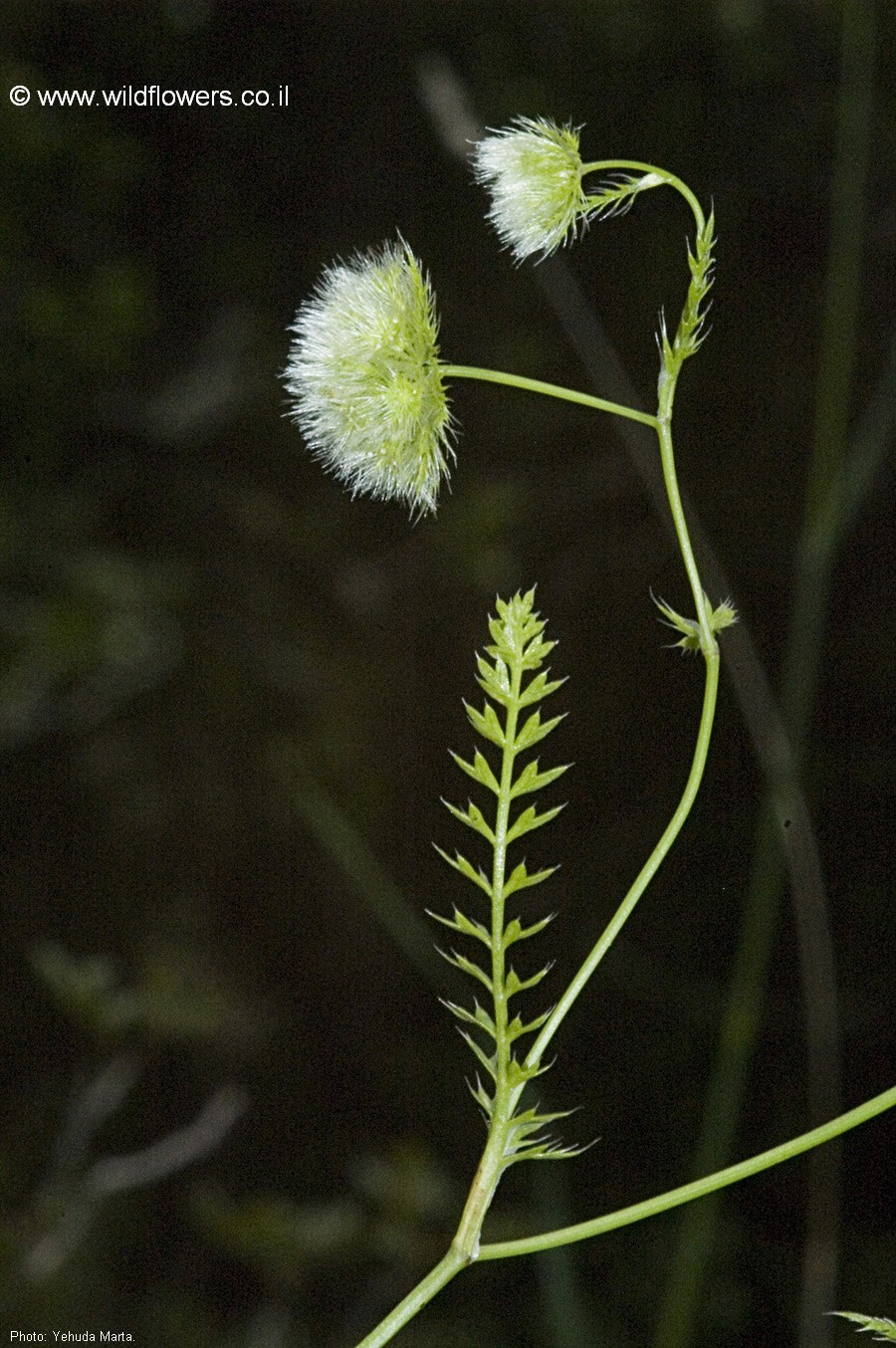 Lagoecia cuminoides